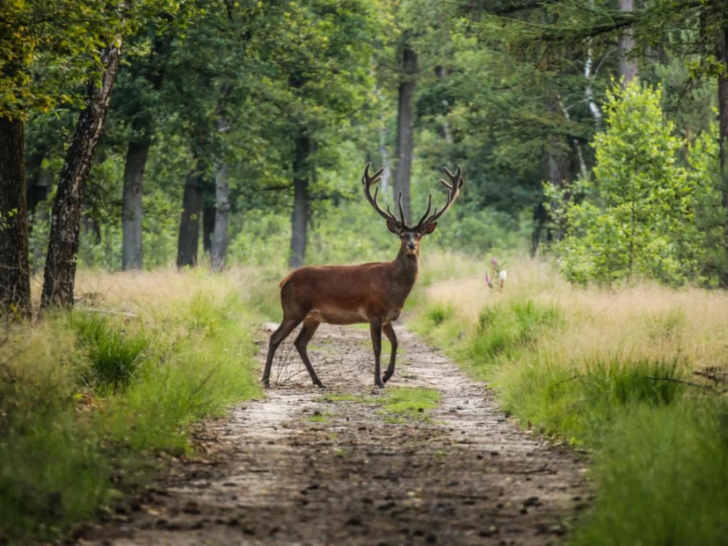 Vakantiehuis Op Rustig Bospark Veluwe Вортуізен Екстер'єр фото